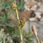 Carex brevicollis Other