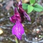 Anacamptis papilionacea Квітка