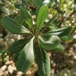 Pittosporum viridiflorum ഇല