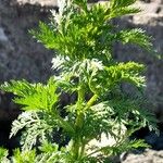 Artemisia annua পাতা