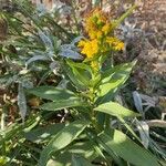 Solidago sempervirens Flor