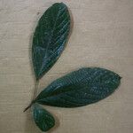 Cordia sprucei Leaf