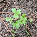 Petroselinum crispumBlatt