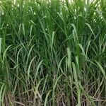 Miscanthus sacchariflorus ഇല