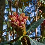 Rhododendron arizelum Flower