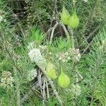 Asclepias linaria Агульны выгляд