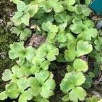 Hepatica acutiloba Leaf