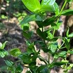 Ixanthus viscosus Hoja