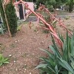 Beschorneria yuccoides Flor