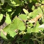 Campanula alliariifolia Blatt