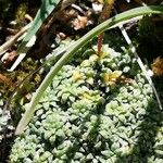 Saxifraga caesia Blatt