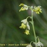 Thalictrum alpinum Flor