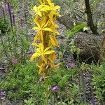 Asphodeline lutea Habit