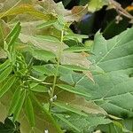 Vicia hirsuta Feuille