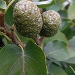 Alnus cordata Fruchs