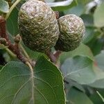 Alnus cordata Fruit