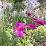Gladiolus italicus Fiore