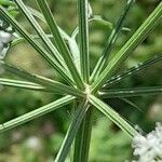 Oenanthe crocata その他の提案