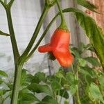 Capsicum baccatum Gyümölcs