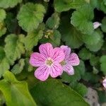 Erodium corsicum Çiçek