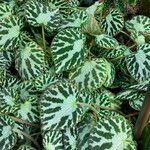 Begonia imperialis Habit