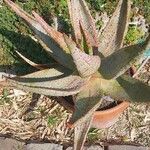 Aloe marlothii 葉