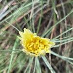 Scorzonera aristata Flower