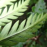 Hemionitis cuspidata Leaf