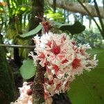 Acropogon macrocarpus Květ
