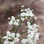 Conopodium majus Blodyn