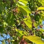 Prunus avium Habit