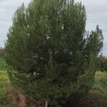 Pinus halepensis आदत