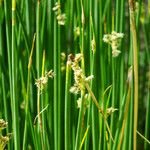 Schoenoplectus californicus Кветка