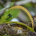 Oberonia disticha Çiçek