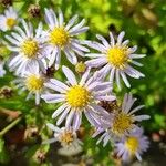 Aster amellusBlüte