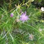 Ptilostemon chamaepeuceFlower