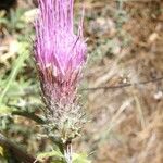 Cirsium andersonii Flor