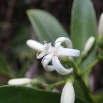 Coelospermum crassifolium