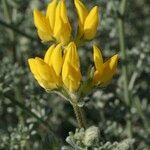 Lotus sessilifolius Çiçek