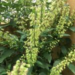 Ocimum carnosum Floare