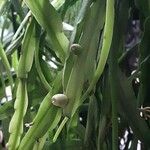 Rhipsalis micrantha Fruit