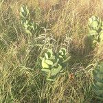 Asclepias latifolia ᱛᱟᱦᱮᱸ