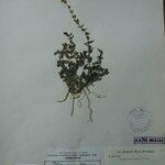 Scutellaria barbata Other