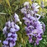 Wisteria sinensis (Sims) DC.Floro