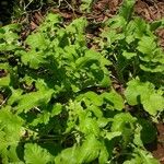 Brassica juncea Levél