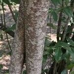 Lindera communis 树皮