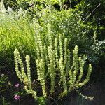 Sideritis montana Habitus