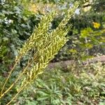 Actaea elata Fruitua