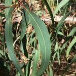 Corymbia citriodora List