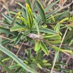 Maerua endlichii Leaf